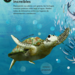 10 razones para amar a una tortuga marina 