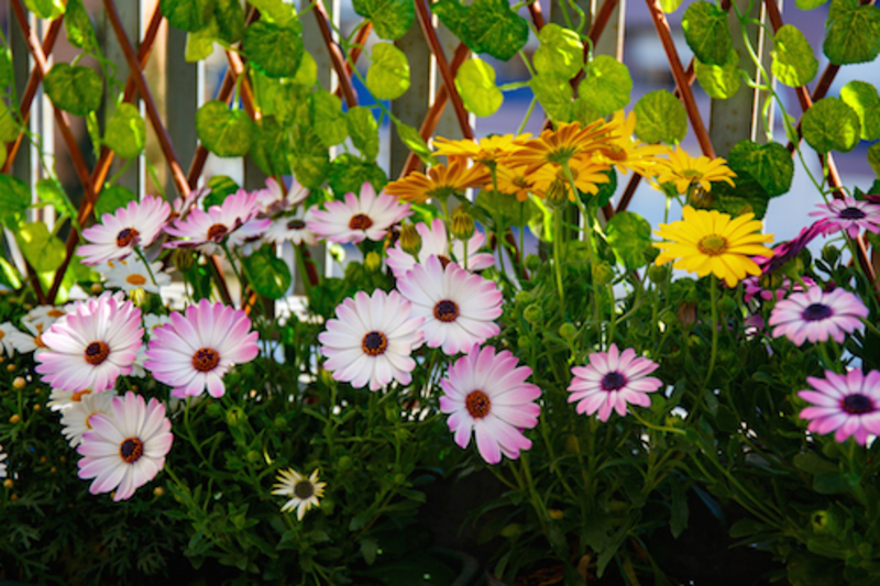 5 Flores Para Darle Color A Tu Terraza En Otoño E Invierno