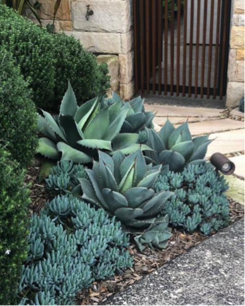14 plantas de exterior que necesitan poquísima agua (y no son cactus ni  suculentas)