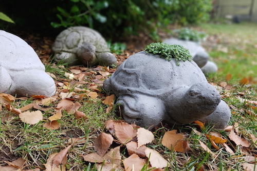 Tortuga de cemento