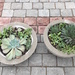 Media bola de cemento de 50 cm con suculentas - plato y mediabola de cemento con plantas y suculentas.jpg