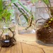 Florero de vidrio con planta y raíces a la vista - raices de plantas en agua decorativo.jpg