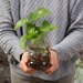 Florero de vidrio con planta y raíces a la vista - ficus pothus en frasco de vidrio y agua.jpg
