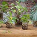 Florero de vidrio con planta y raíces a la vista - plantas de interior en jarros de vidrio.jpg
