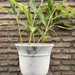 Alpinia variegada - planta de interior de luz alpinia 140 cm de altura 1.jpg