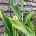 Alpinia variegada - planta de interior de luz alpinia 140 cm de altura 4.jpg