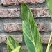 Alpinia variegada - planta de interior de luz alpinia 140 cm de altura 6.jpg