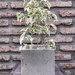 Ficus benjamina variegado - ficus benjamina variegado de 30 cm de altura en macetero pequeño de cemento.jpg