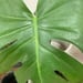 Monstera deliciosa - detalle de hoja de monstera deliciosa.JPG