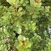 Rhus crenata - detalle de hojas de boj arbusto resistente de follaje denso y compacto.JPG