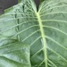 Manto de eva - detalle de hoja de manto de eva o alocasia 2.JPG