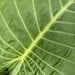 Manto de eva - detalle de hoja de manto de eva o alocasia 1.JPG