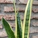 Sansevieria variegada - planta sanseviera o lengua de suegra muy resistente de poca agua 3.JPG