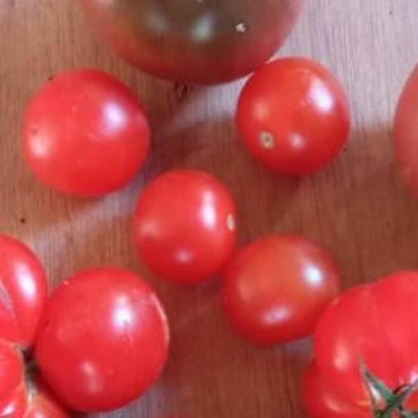 Tomate Cherry Globito - Tomate Cherry Globito
