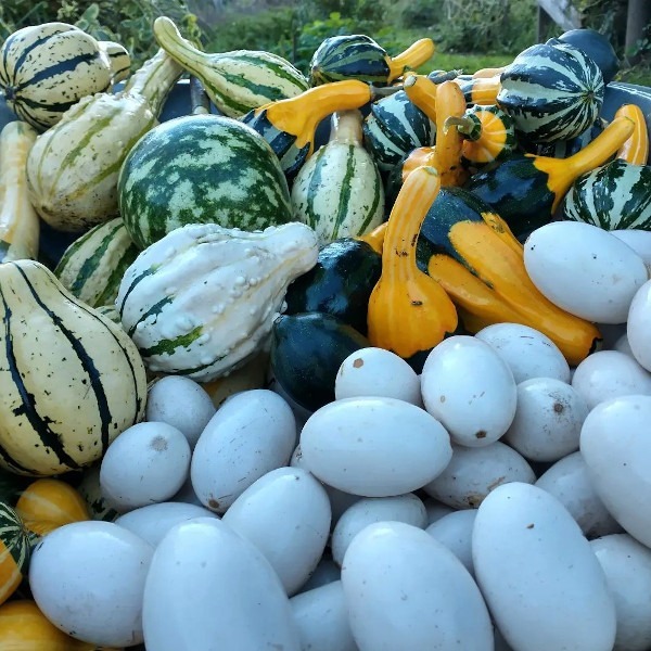 Calabacitas Ornamentales - Calabacitas Ornamentales