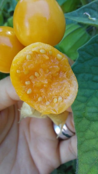 Aguaymanto (Golden Berry) - physalis XR.jpg