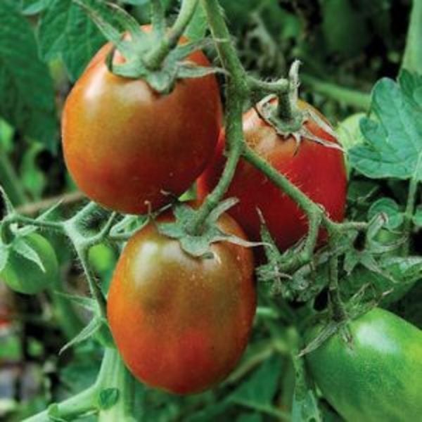 Tomate Siberiano Negro - pera-negra-siberiano-300x300 jc.jpg
