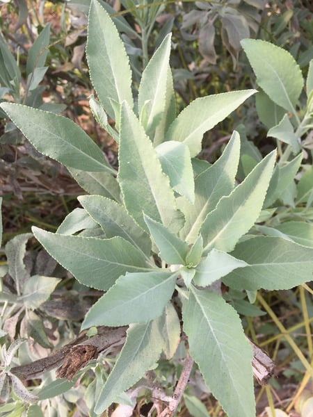 Salvia Blanca - salvia_apiana1.jpg