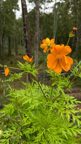 Cosmos Naranja - cosmos naranja dea.jfif