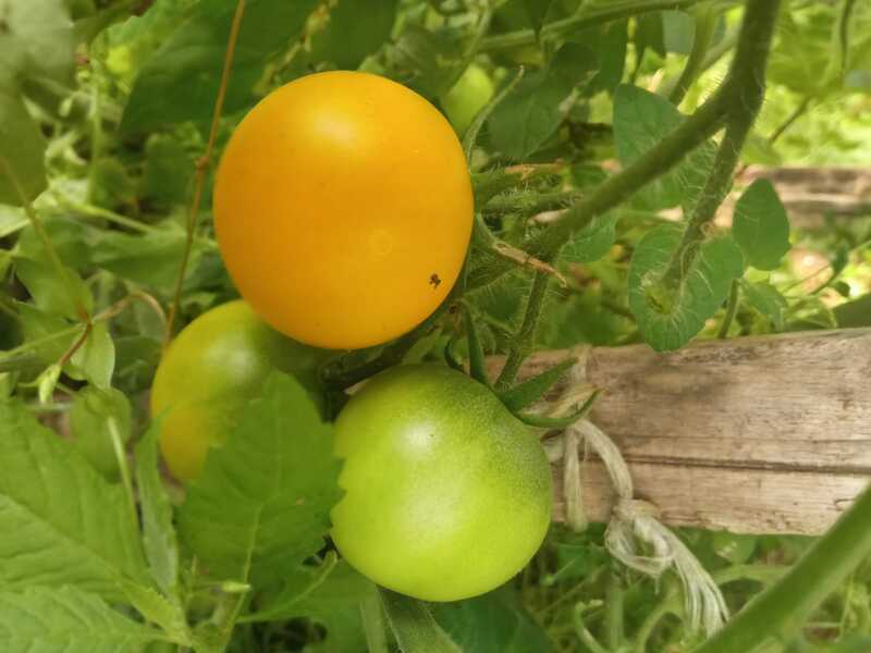 Tomate Amarillo Huar - WhatsApp Image 2024-05-03 at 13.21.30.jpeg