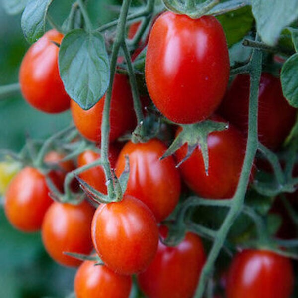 Tomate Cherry Uva Rojo - cherry-rojo-uva JC.jpg