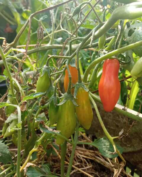 Tomate Ají Rojo - eros laurita2.jpeg