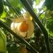 Aguaymanto (Golden Berry) - Aguaymanto, Uchuva O Physalis