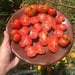 Tomate Cherry Santorini - Tomate Cherry Santorini