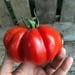 Tomate Costoluto - Tomate Costaluto Cecy