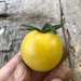 Tomate Bolita Blanca - TMBB-CM-21.jpg
