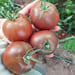 Tomate Negro de Crimea - tnka23_1.jpg