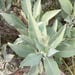 Salvia Blanca - salvia_apiana1.jpg
