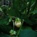 Frutilla Silvestre Blanca - frutilla s blanca vv.jpeg