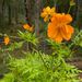 Cosmos Naranja - cosmos naranja dea.jfif