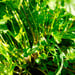 Cilantro Antiguo - cilantro antiguo 3 2024.jpg