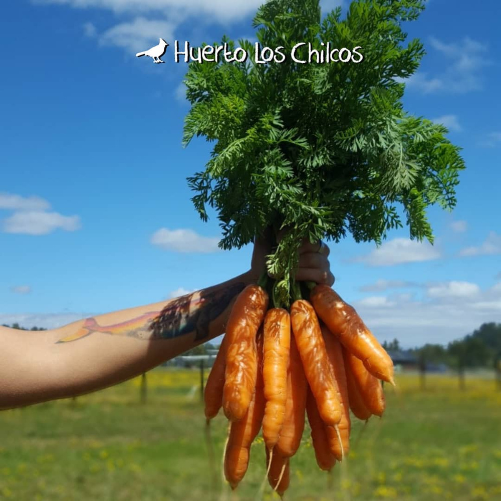 Zanahoria Agroeco 900g