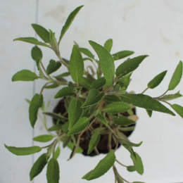 Planta Salvia